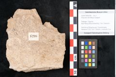 Foto (Objekt + Etikett) von Araucaria sternbergii Goeppert (NHMW-GEO-2024-0188-8298)
